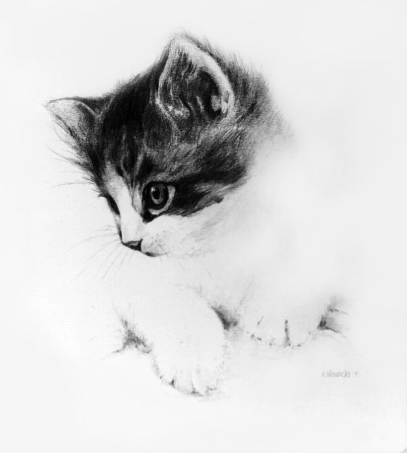 Animal Drawing - Kitty by William Russell Nowicki