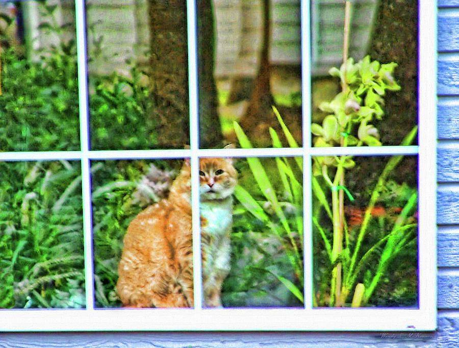 Kitty Reflections Photograph by Wendy McKennon