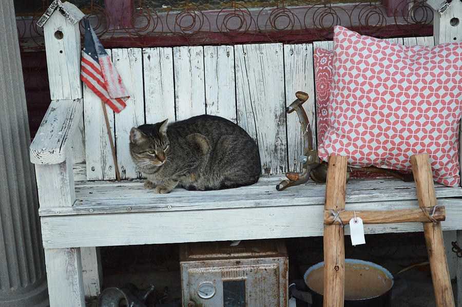 Kitty The Antique Dealer Photograph