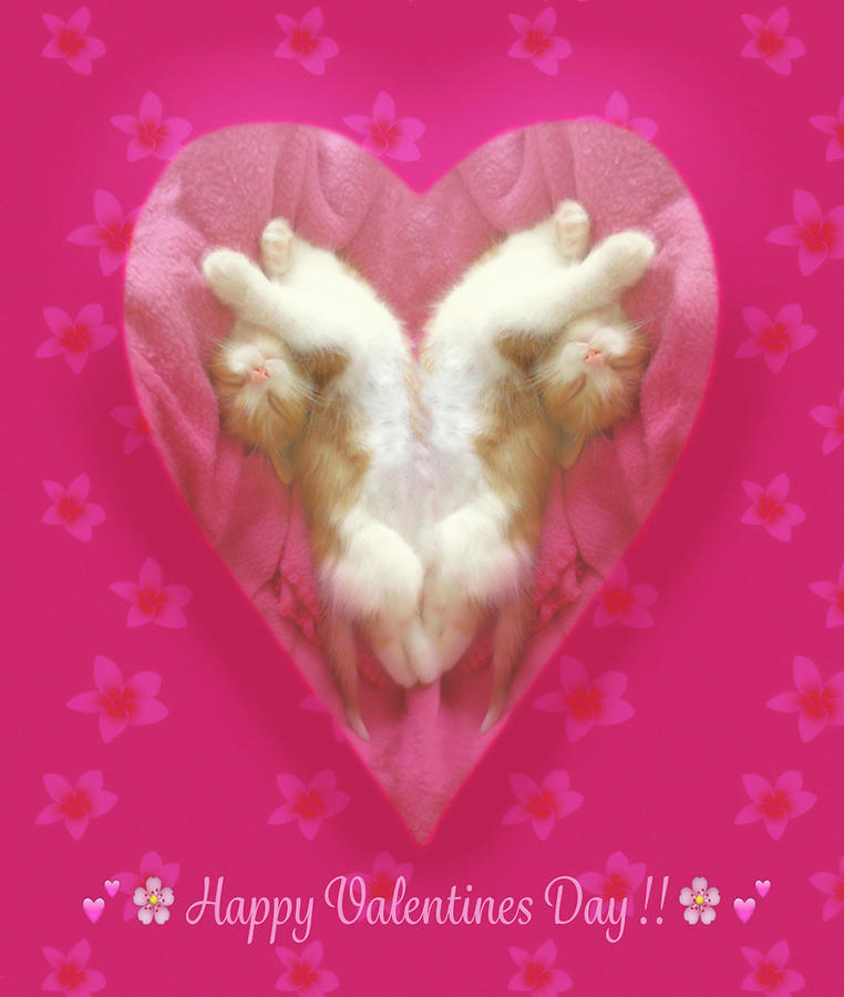 Valentine pictures kitty Best 59+