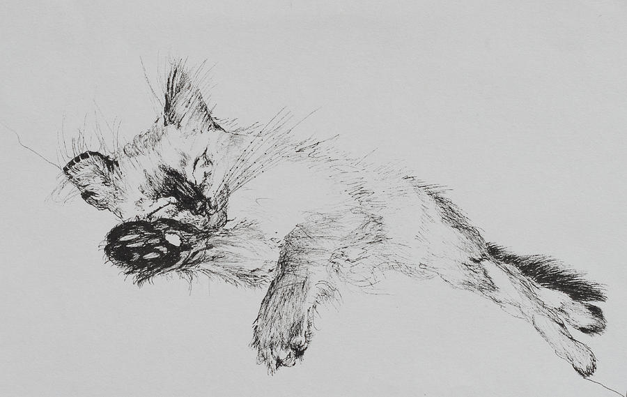 Cat Drawing - Kitty by Vincent Alexander Booth