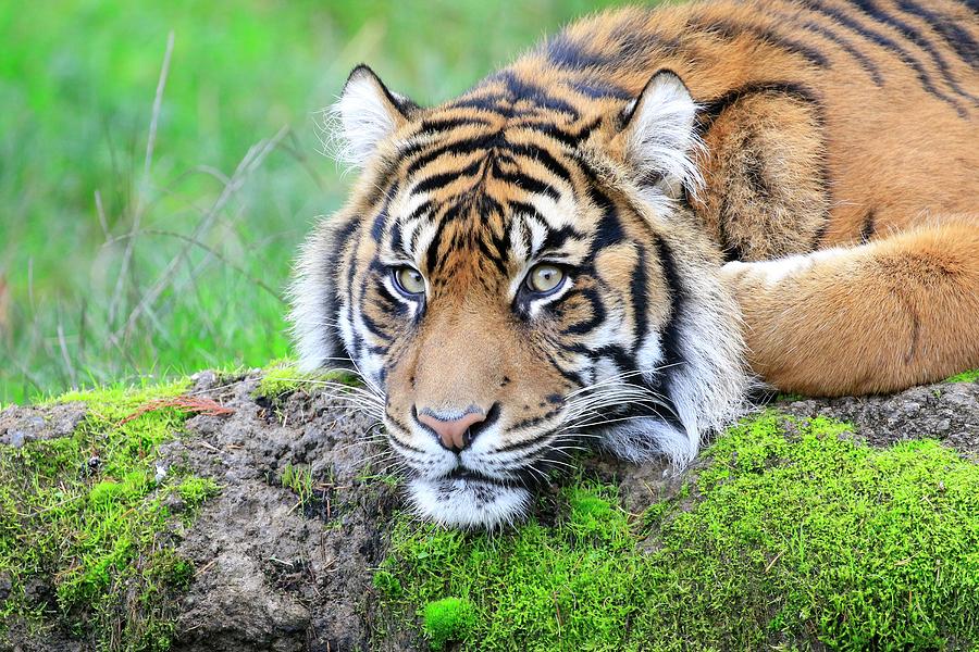 Tiger Photograph - Kittys Head Rest by Steve McKinzie