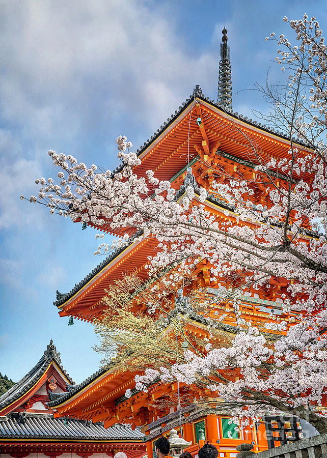 Kiyomizudera Pagoda Through Cherry Blossoms Photograph by Karen Jorstad