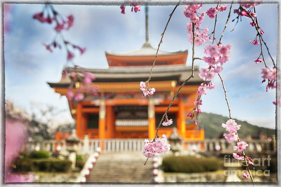 Kiyomizudera Through Sakura Blossoms Photograph by Karen Jorstad