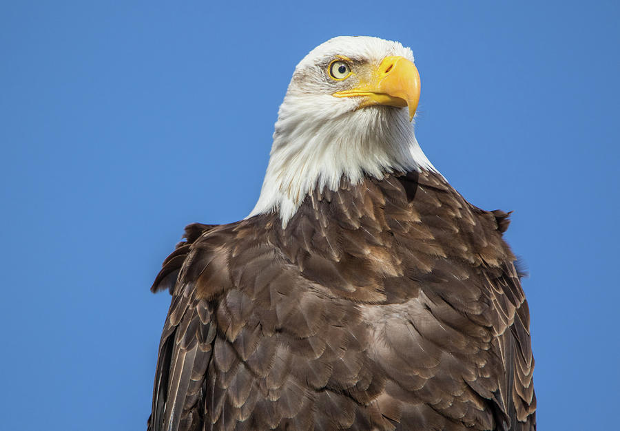 Klamath Eagle Photograph by Marc Crumpler