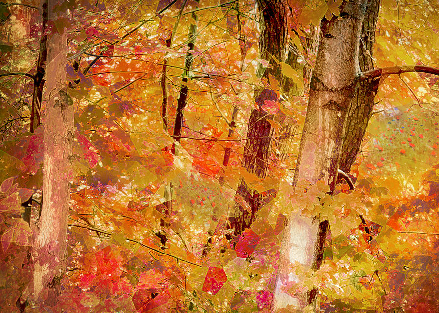 Klimts Forest Photograph
