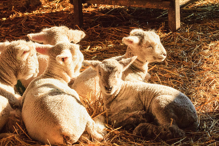 Kline Creek Lambs Photograph by Joni Eskridge