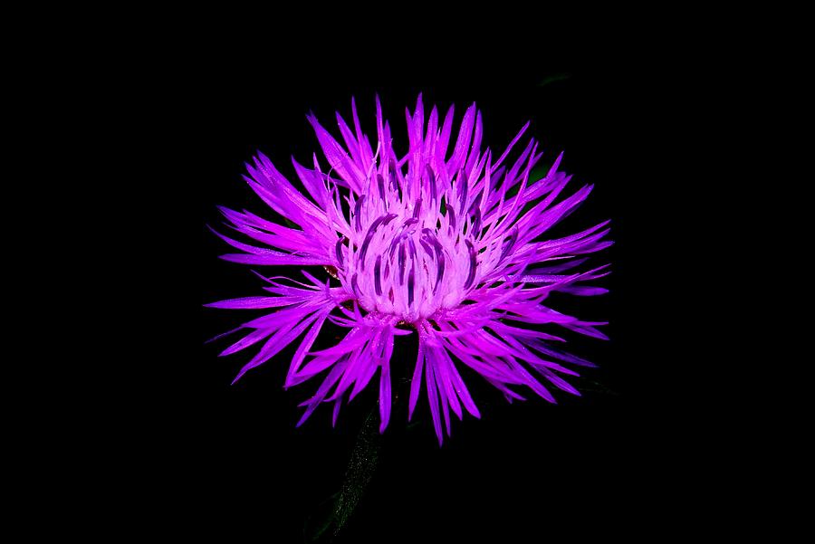 Knapweed Photograph by Karen Silvestri - Fine Art America