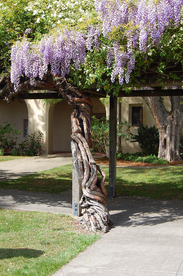 Knarled Wisteria Photograph by Carolyn Donnell