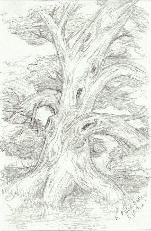 Knarly Tree Drawing by Ruth Renshaw - Fine Art America