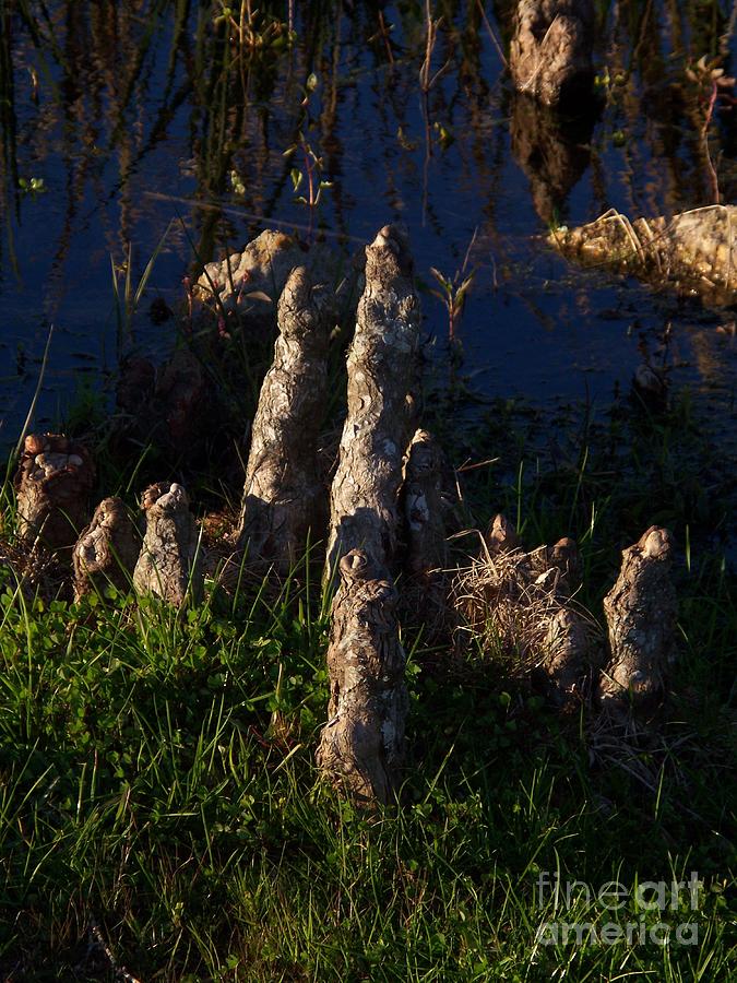 Knees of the Cypress Swamp Photograph by Seaux-N-Seau Soileau
