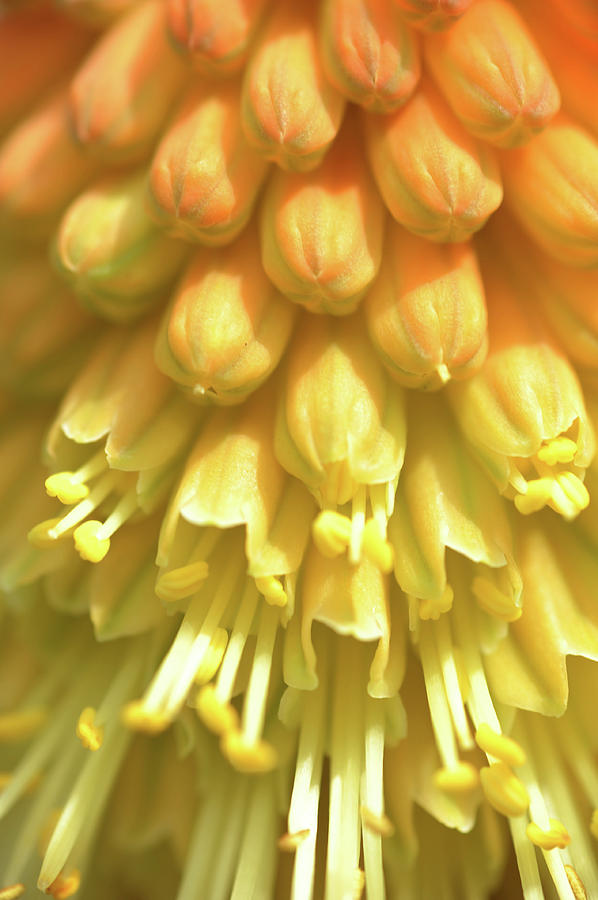 Kniphofia Flower Macro Photograph by Jenny Rainbow