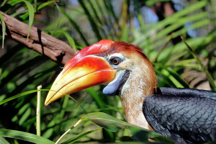 Knobbed Hornbill Profile Photograph by Daniel Caracappa - Pixels