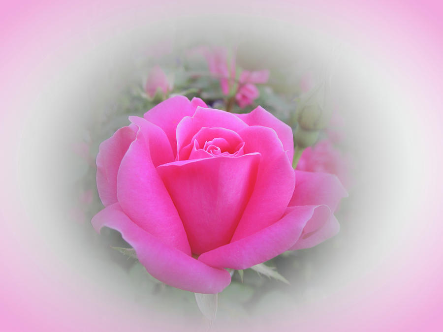 Knockout Rose Beauty - Pink Vignette Photograph by MTBobbins Photography