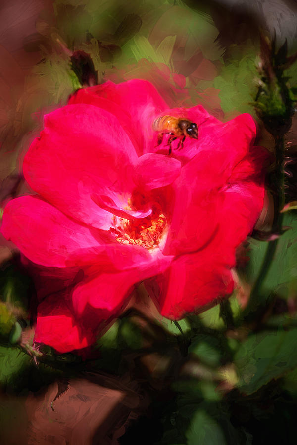 Knockout Roses Honey Bee Painted BW Photograph by Rich Franco