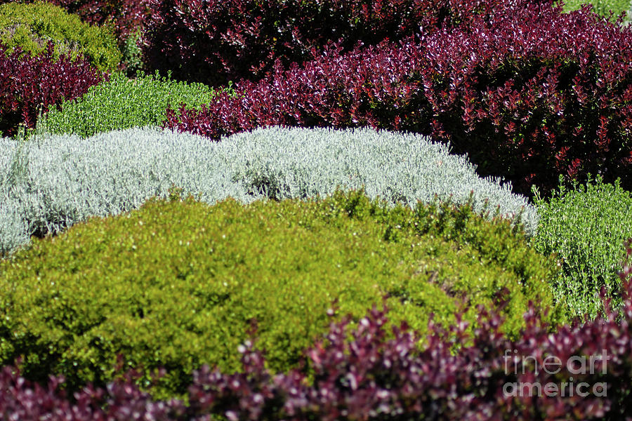 Knot Garden Photograph by Suzanne Luft