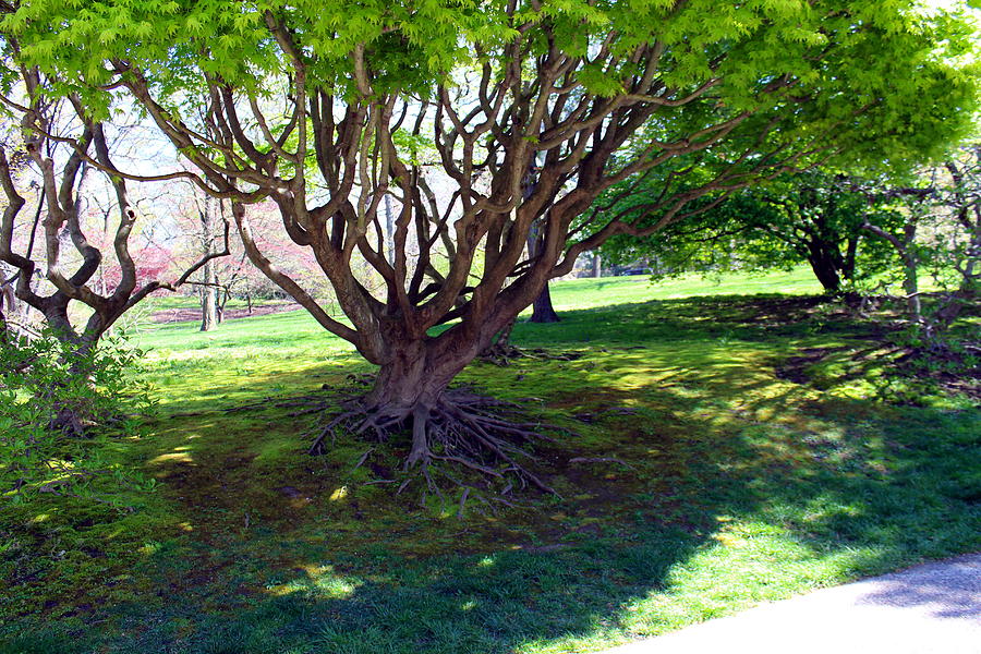 Knotty Tree Photograph By Dawn Thomure - Fine Art America