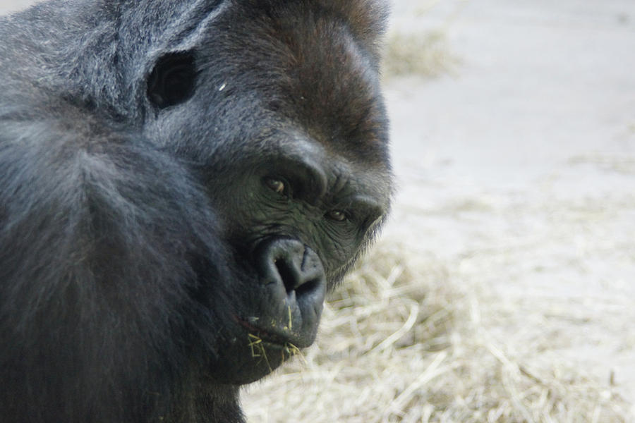 Ape Digital Art - Knoxville Zoo by Bill Kennedy Ape Digital Art - Knoxville Zoo by Bill Kennedy