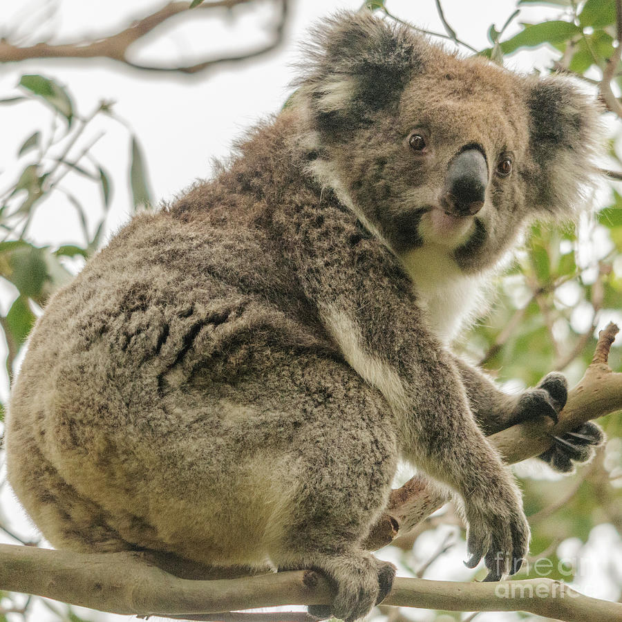 Koala 1 Photograph by Werner Padarin