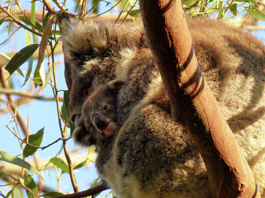 Koala 3 Photograph By Teresa A And Preston S Cole Photography