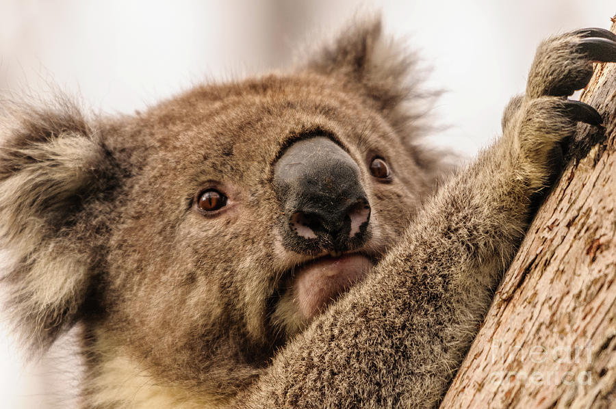 Koala 3 Photograph by Werner Padarin