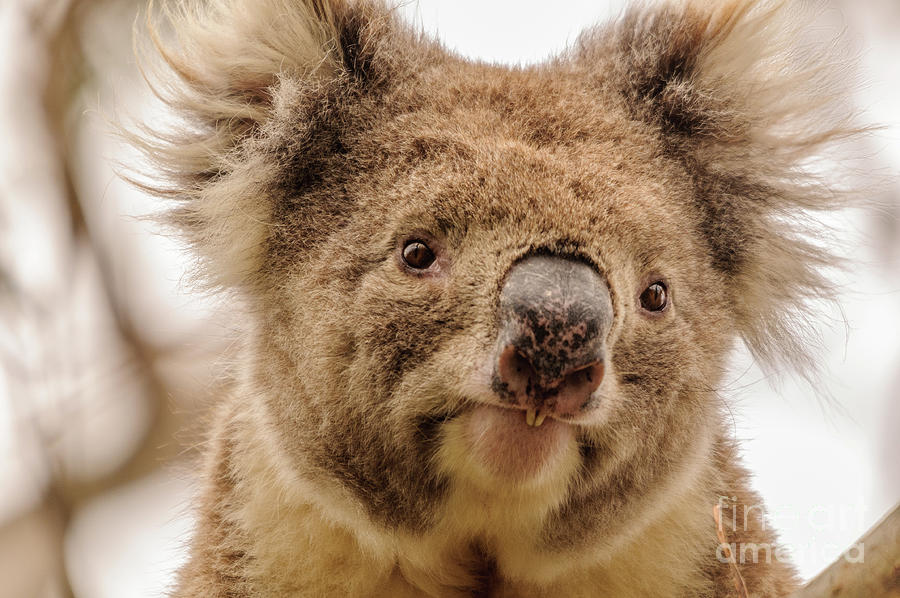 Koala 4 Photograph by Werner Padarin