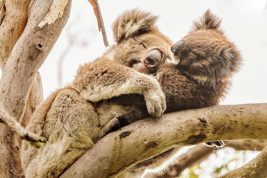 Koala 5 Photograph by Werner Padarin