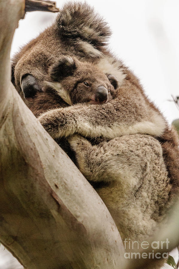 Koala 6 Photograph by Werner Padarin