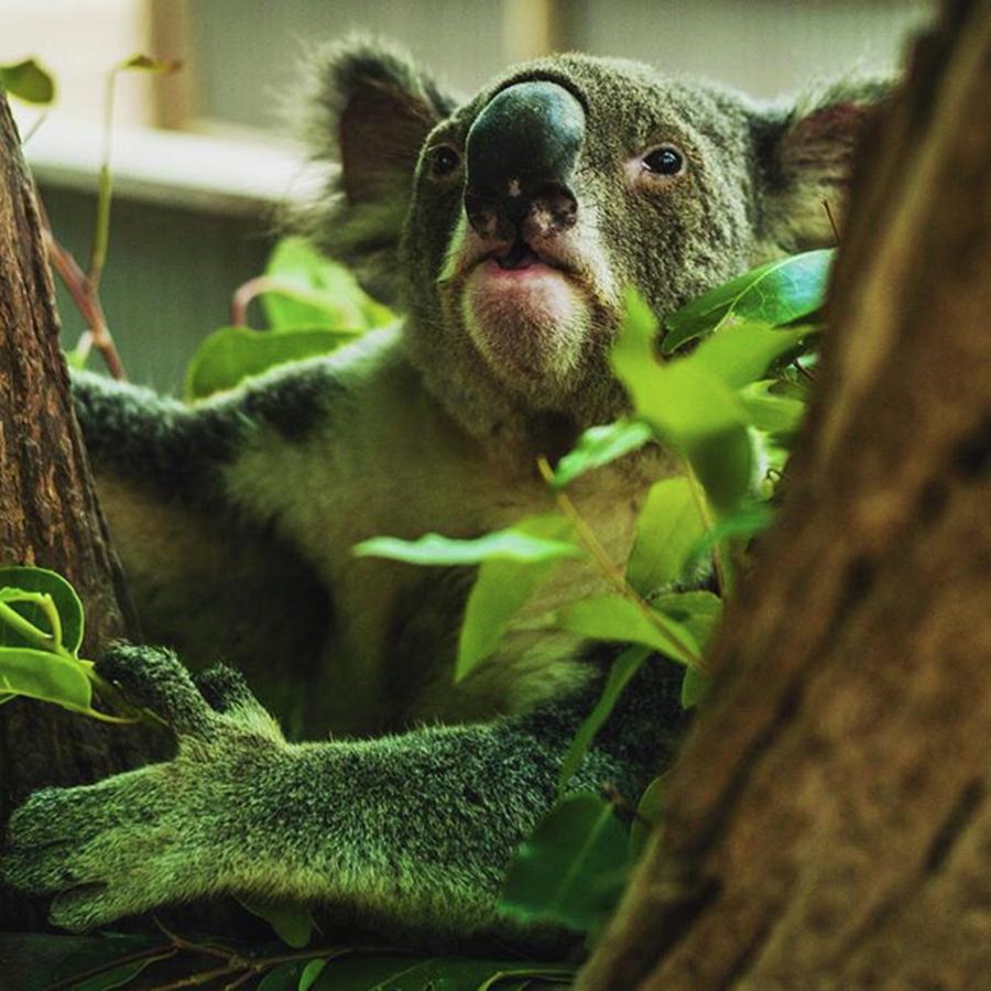 Koala Photograph by Aleck Cartwright