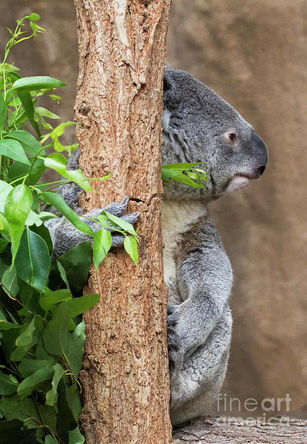 Koala and eucalyptus Photograph by Ruth Jolly