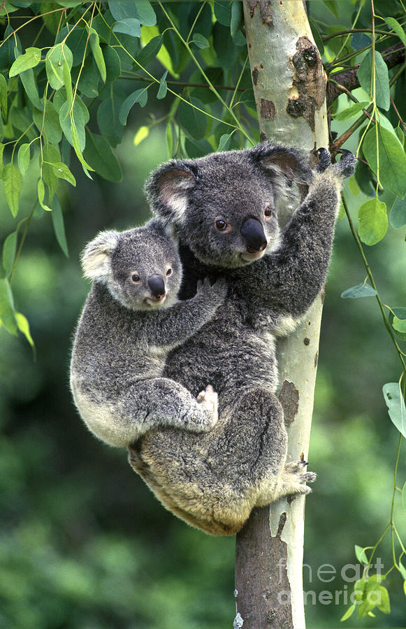 Koala And Young Photograph by Jean-Louis Klein & Marie-Luce Hubert