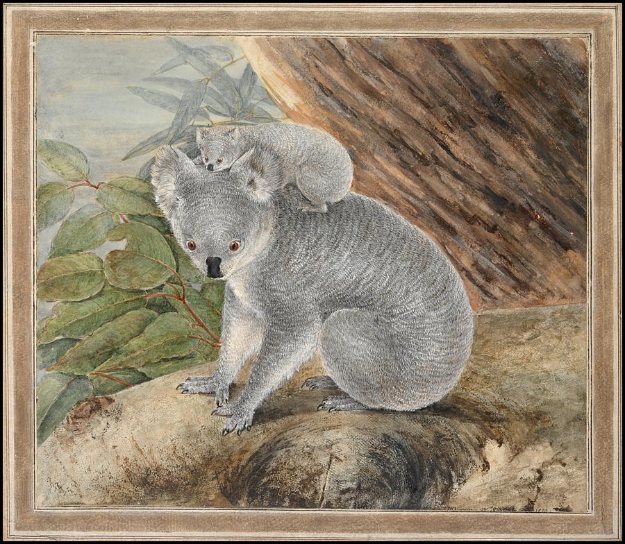 Animal Painting - Koala and Young by MotionAge Designs