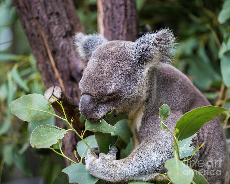 Koala at lunch Photograph by Agnes Caruso