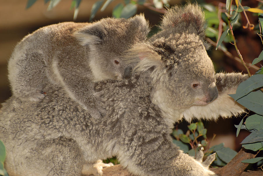 Koala Baby And Mom Photograph By John Chellman