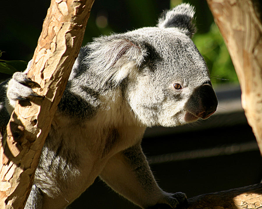 Koala Bear 2 Photograph by Anthony Jones