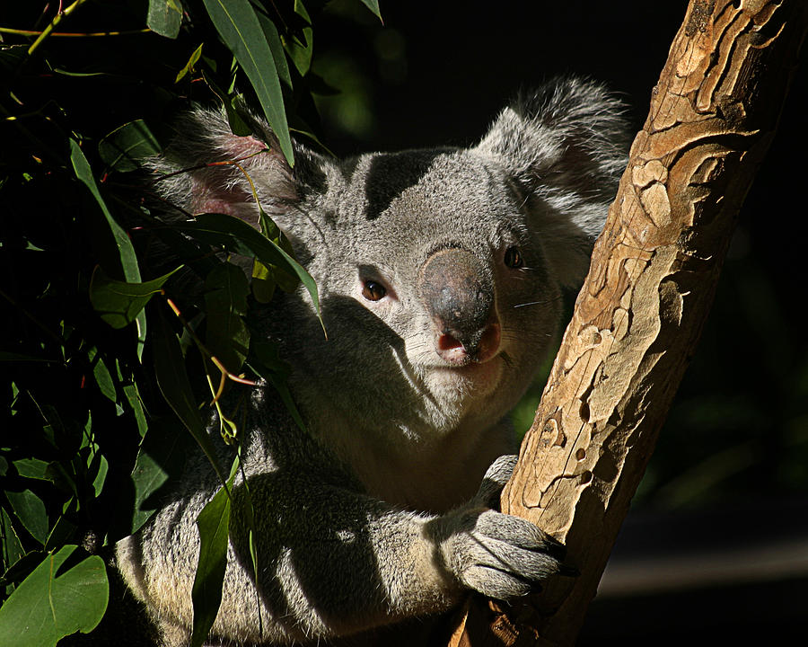 Wildlife Photograph - Koala Bear 5 by Anthony Jones