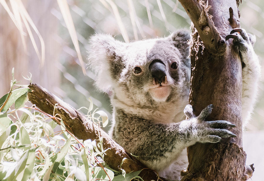 Koala Bear Photograph by Andrea Anderegg
