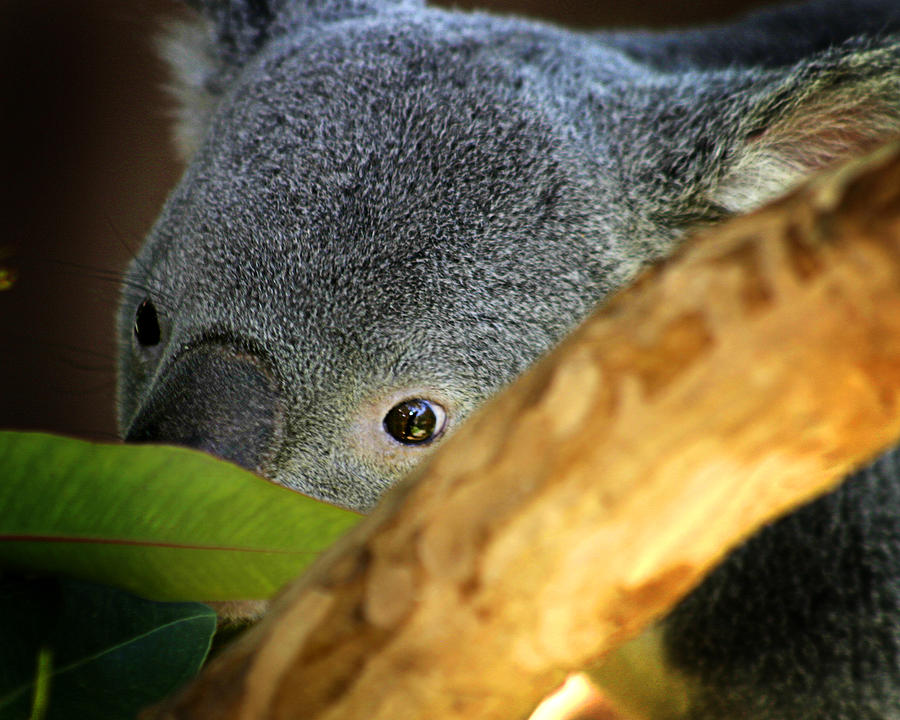 Koala Bear  Photograph by Anthony Jones