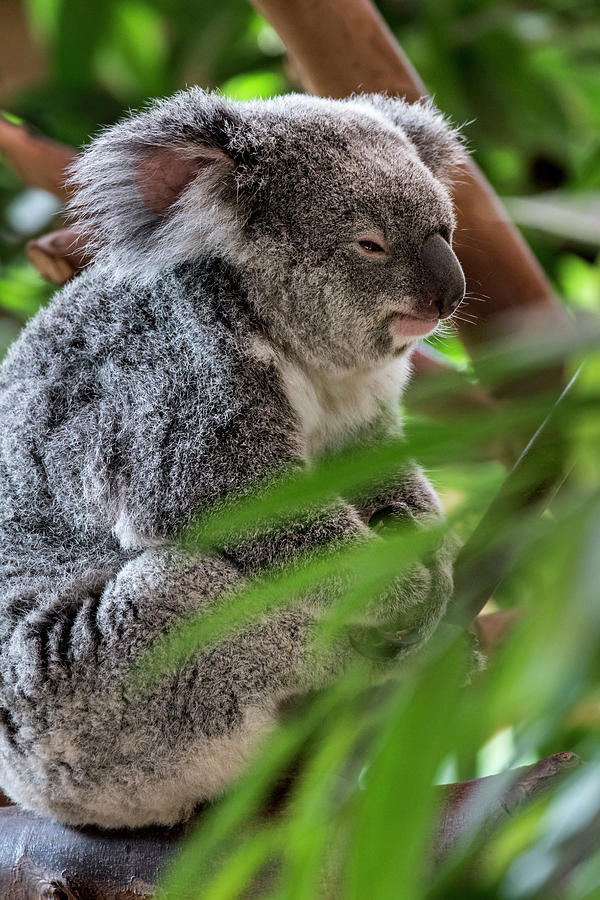 Koala Bear Photograph by Arterra Picture Library