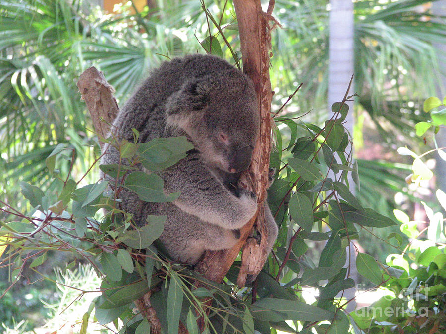 Koala Bear Curled Up Sleeping in a Tree Photograph by DejaVu Designs