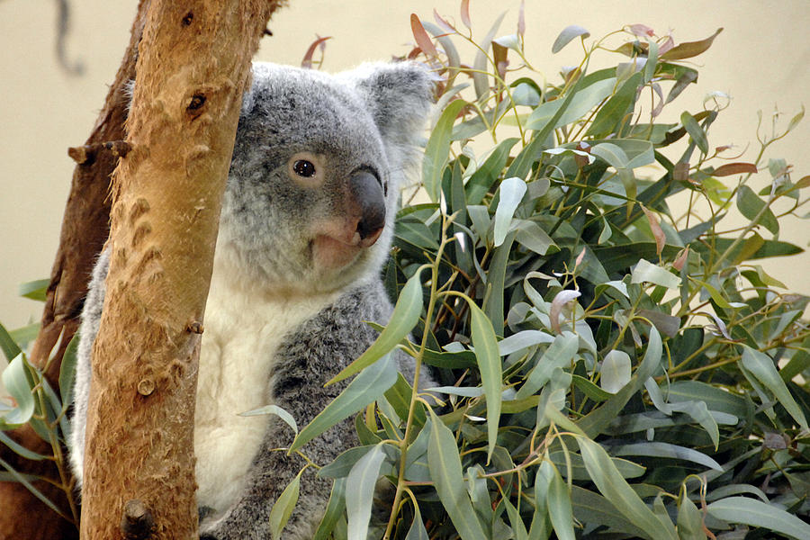 Koala Bear I Photograph by Keith Lovejoy