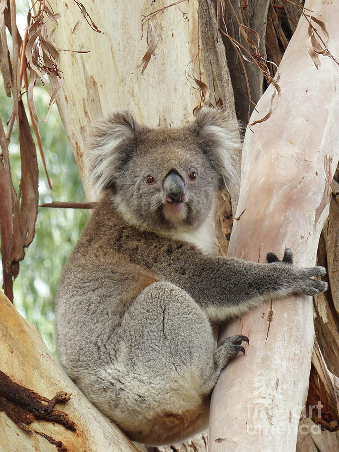 Koala Bear Photograph by Phil Banks