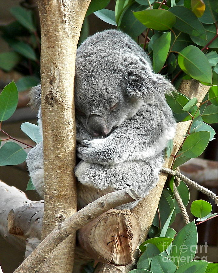 Koala Photograph by Carol  Bradley