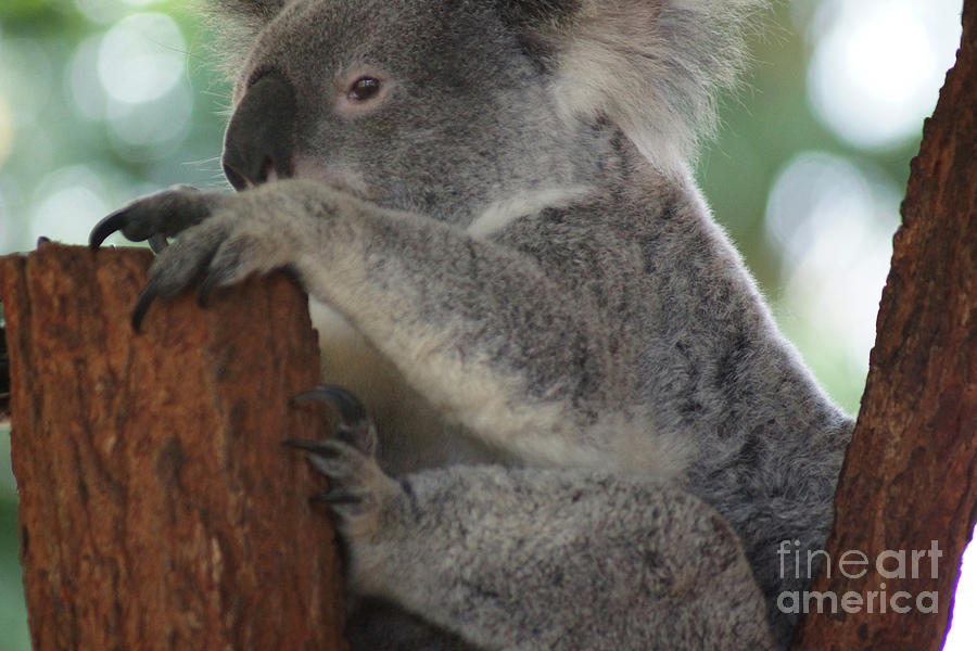 Koala  Photograph by Cassandra Buckley
