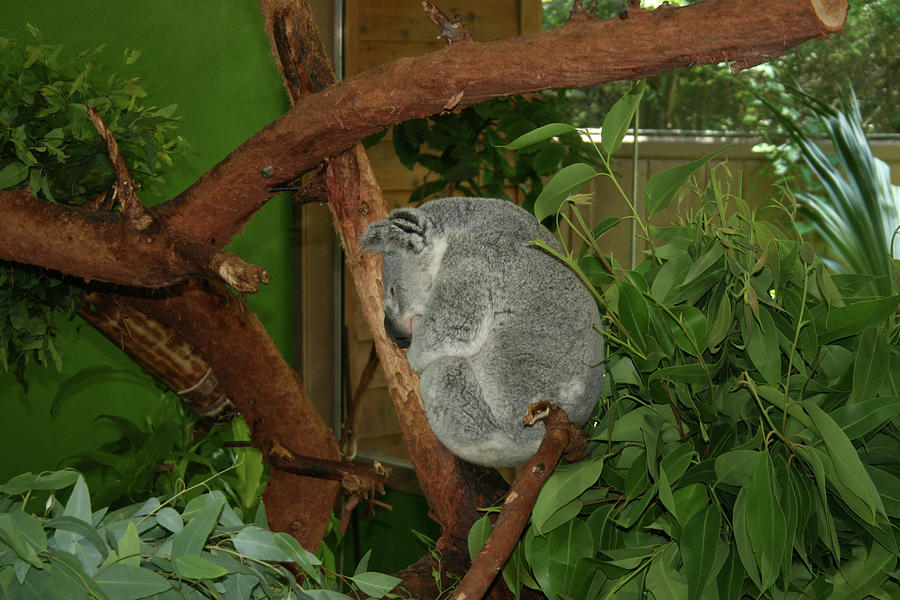 Wildlife Photograph - Koala by Cathy Harper
