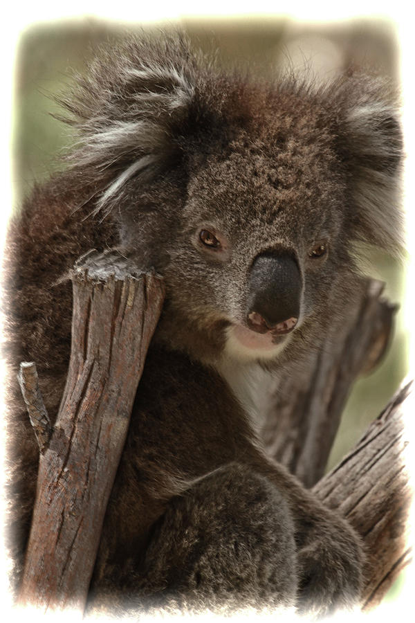 Koala chair Photograph by Sue Masterson