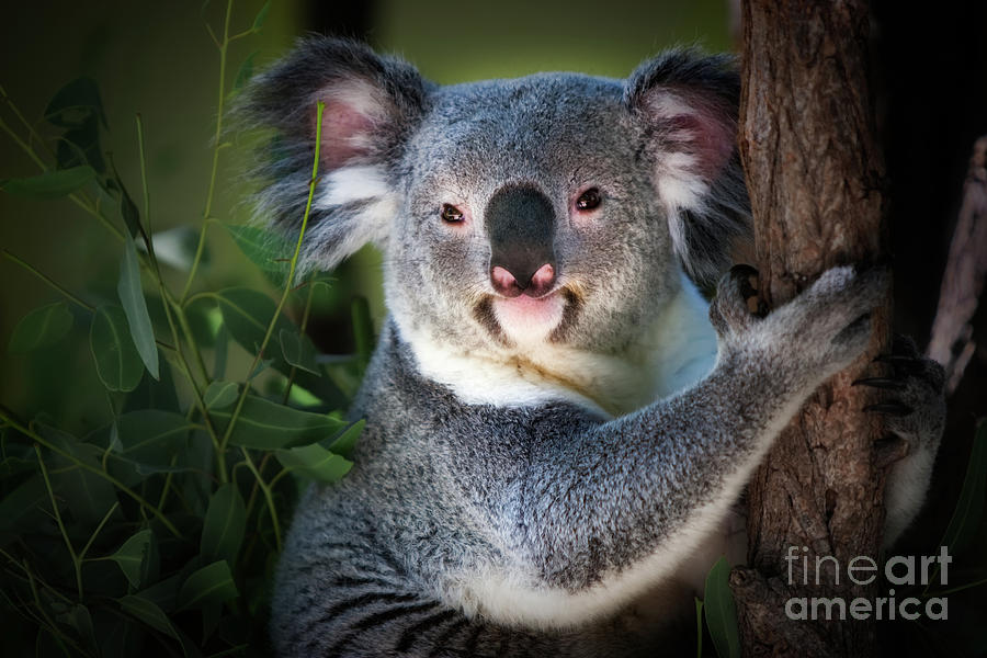 Koala Photograph by Doug Sturgess