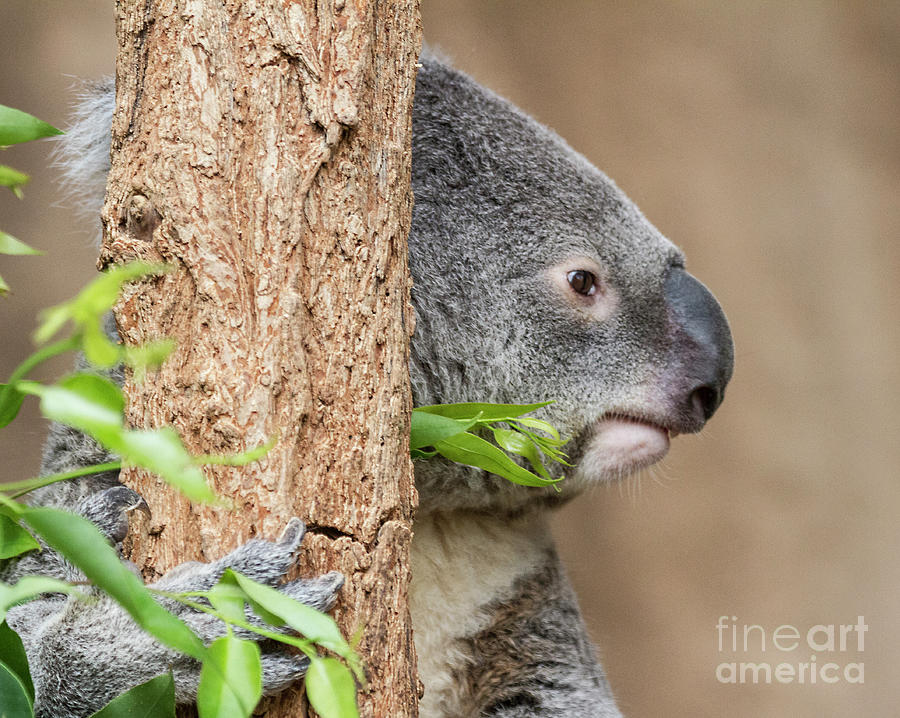 Koala headshot  Photograph by Ruth Jolly