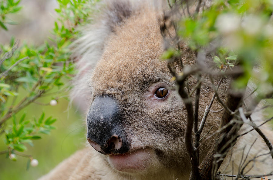 Koala in a Tree Photograph by Rob Huntley