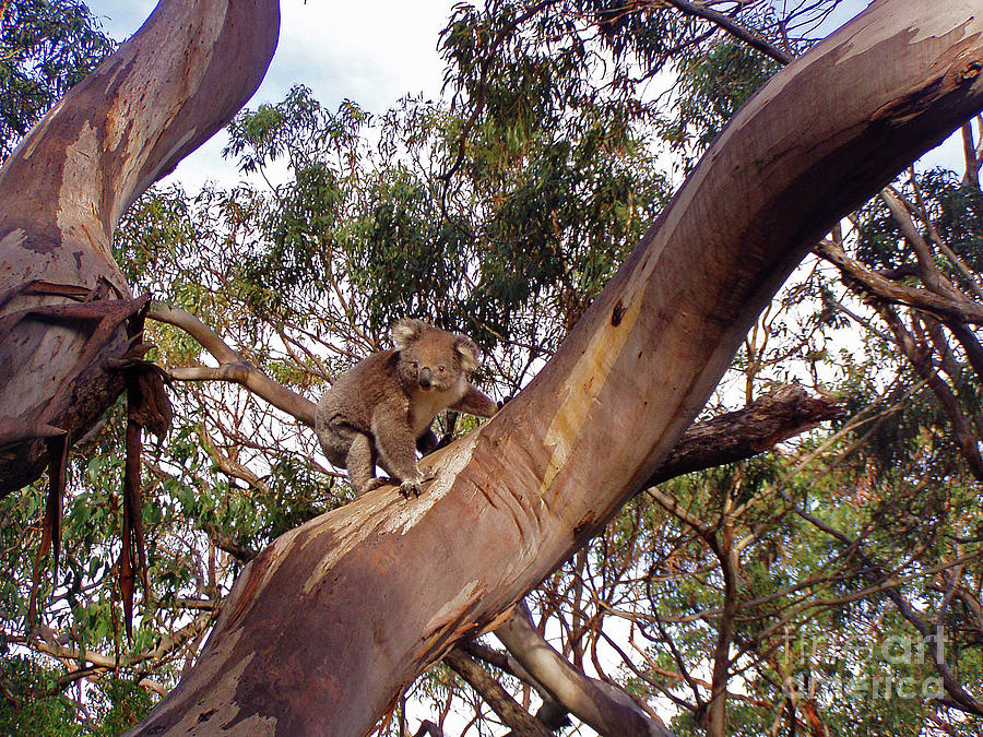 Koala in the Wild 3 Photograph by Eunice Warfel